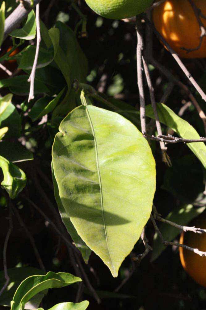             Unifoliolate leaf (Riverside, CA)       